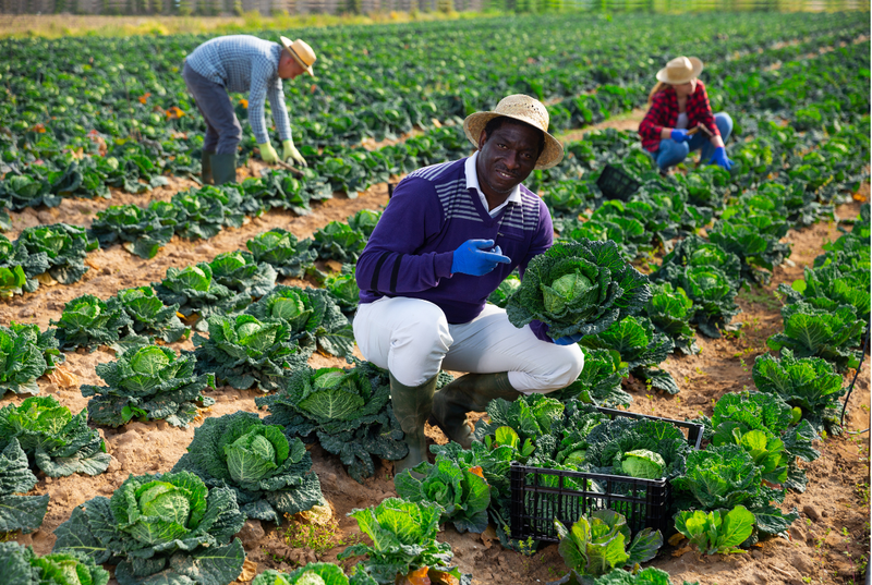 Tenues agroalimentaires (blouses, charlottes, etc.)
